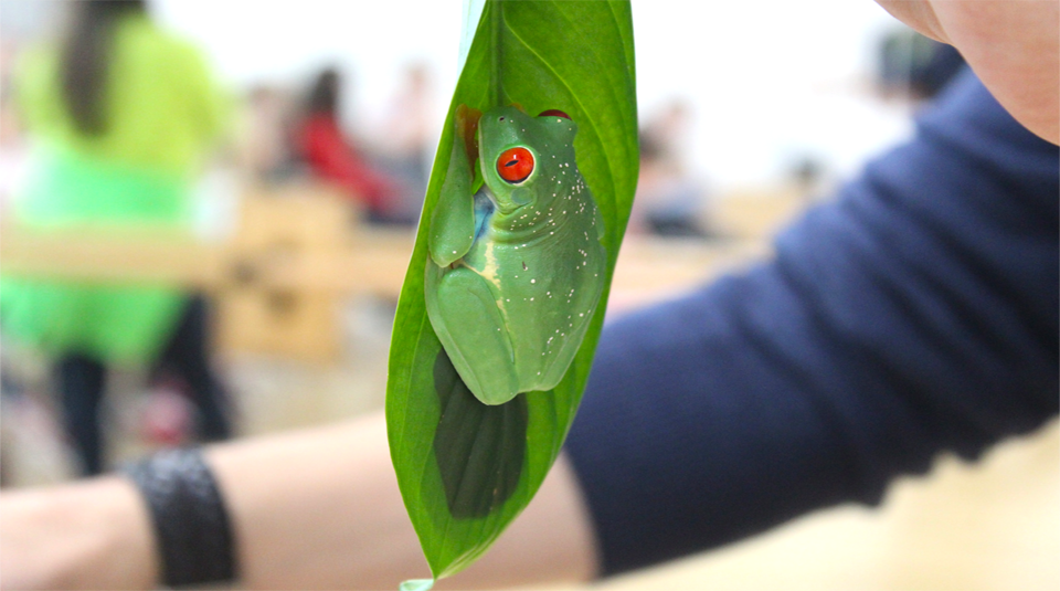 Image of Red Eyed Tree Frog courtesy of Manchester Museum © Andrew Gray