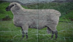 Image of a sheep; detail from National Union of Agricultural Workers Shropshire Branch banner, around 1950. Image courtesy of People's History Museum.