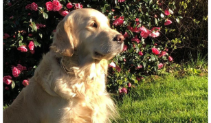 Image of A dog sat in a garden