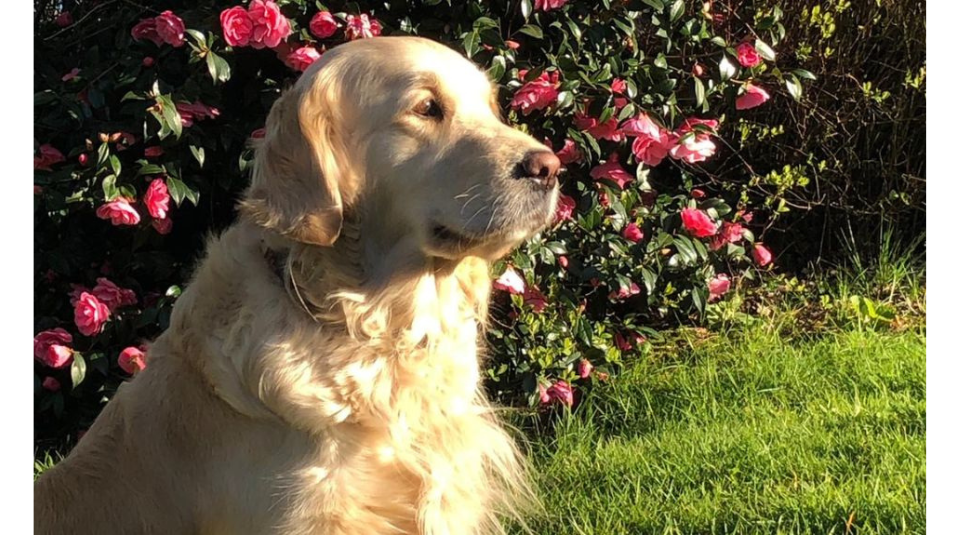 Image of A dog sat in a garden