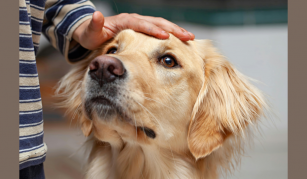 Image of A Golden Retriever dog sitting with a persons hand on his head