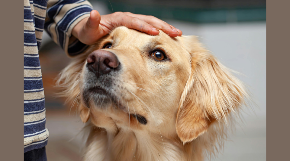 Image of A Golden Retriever dog sitting with a persons hand on his head